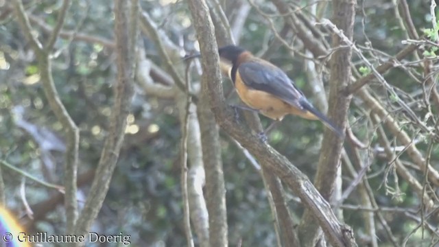 Eastern Spinebill - ML367045651