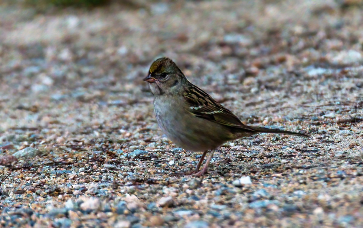 Golden-crowned Sparrow - ML367045671