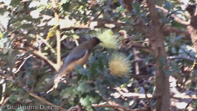 Eastern Spinebill - ML367046091