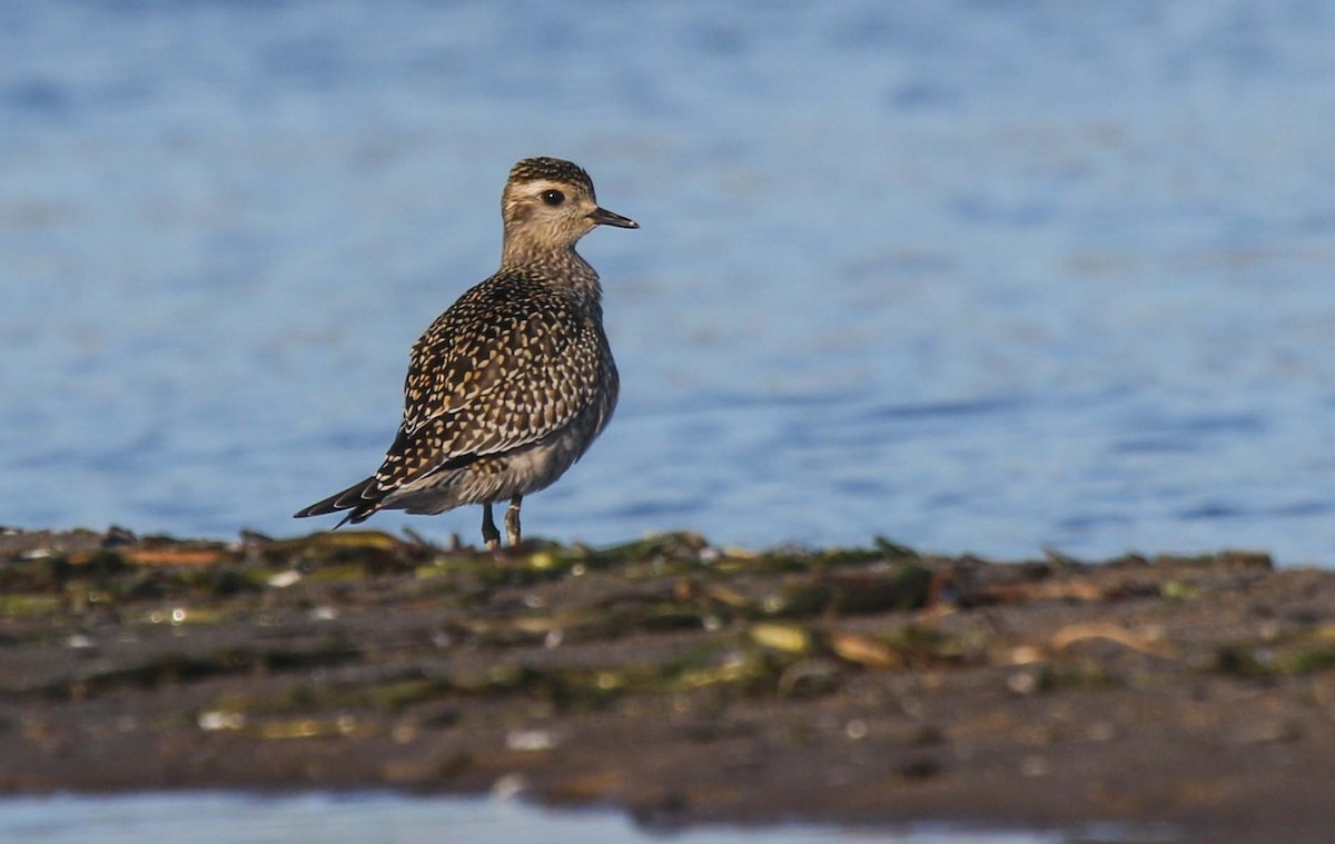 American Golden-Plover - Gale VerHague