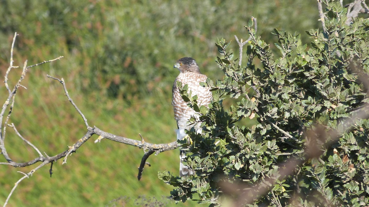 Cooper's Hawk - ML367048151