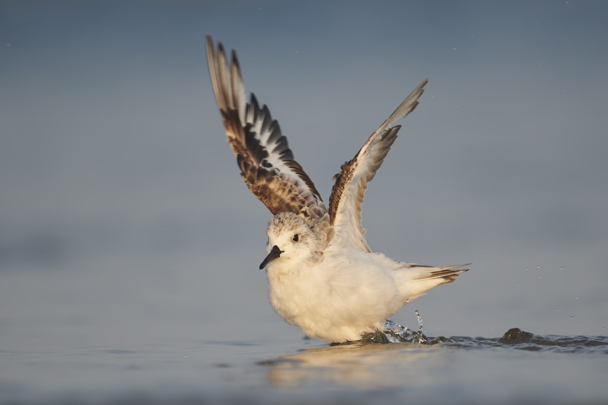 Sanderling - Sharif Uddin