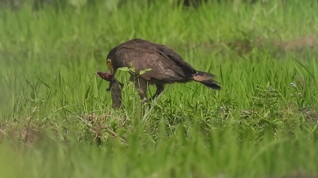 Crested Serpent-Eagle - ML367048811