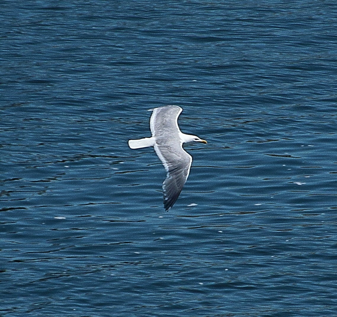 Western x Glaucous-winged Gull (hybrid) - ML367049391