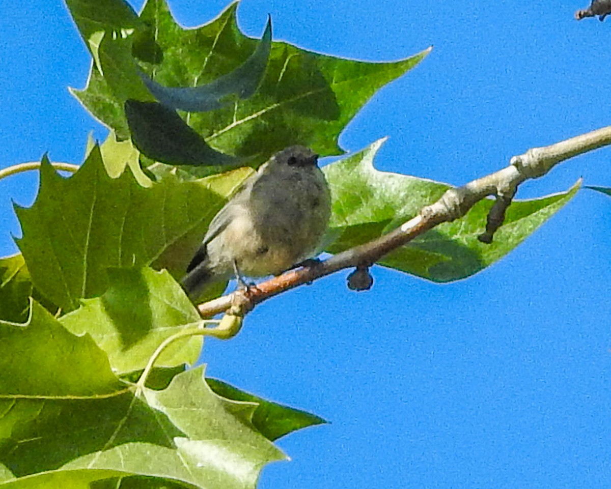 Bushtit (Pacific) - ML367050261