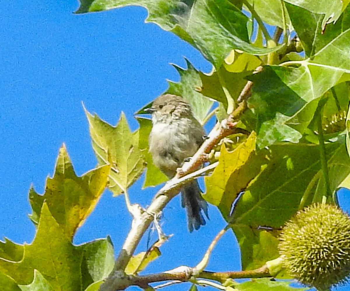 Bushtit (Pacific) - ML367050281