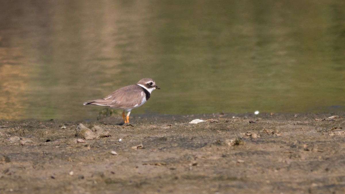 Common Ringed Plover - ML367050321