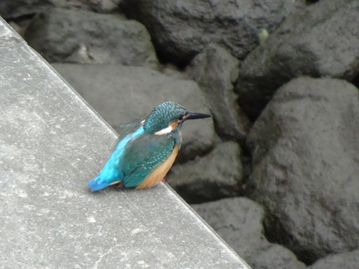 Common Kingfisher - HIROSHI KIDONO