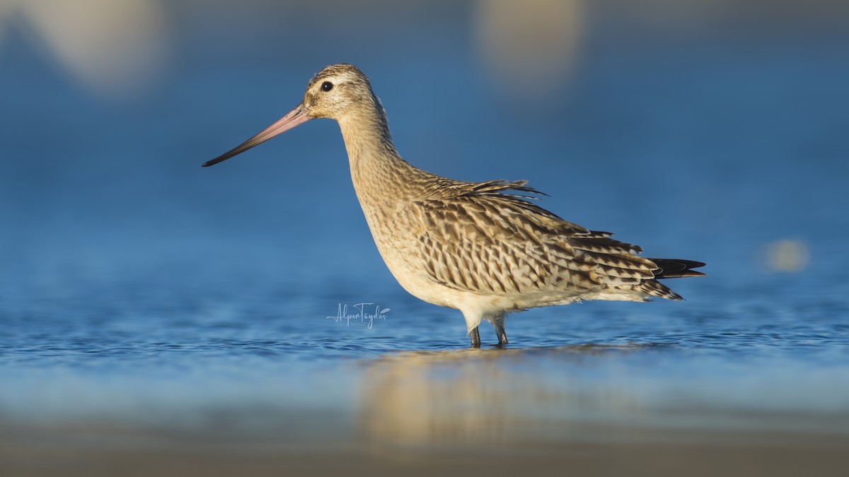 Bar-tailed Godwit - Alper Tüydeş
