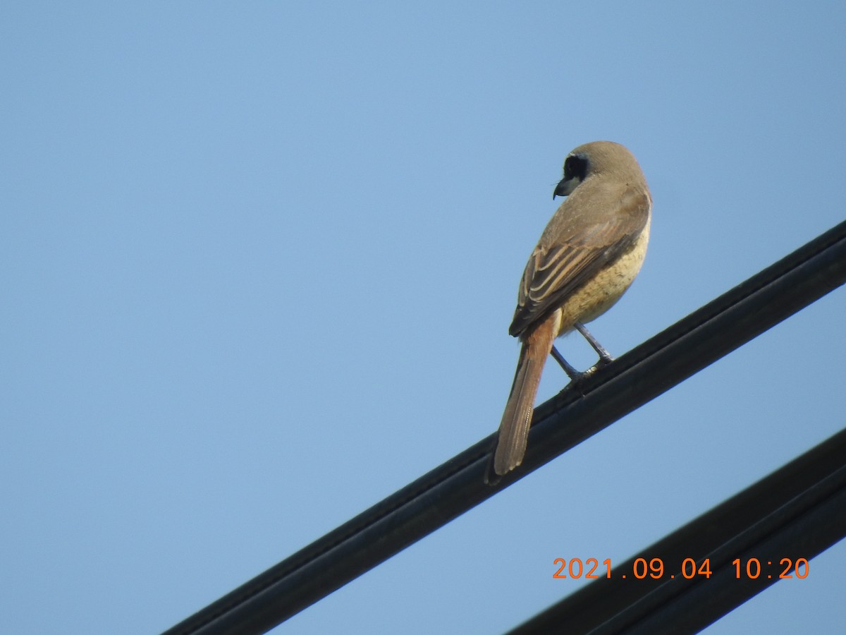 Brown Shrike - ML367054741