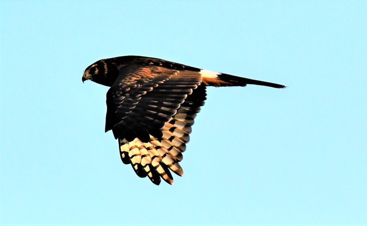 Northern Harrier - ML367056421