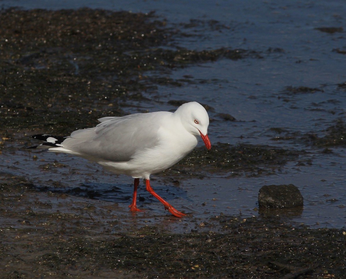 Mouette argentée - ML367056501