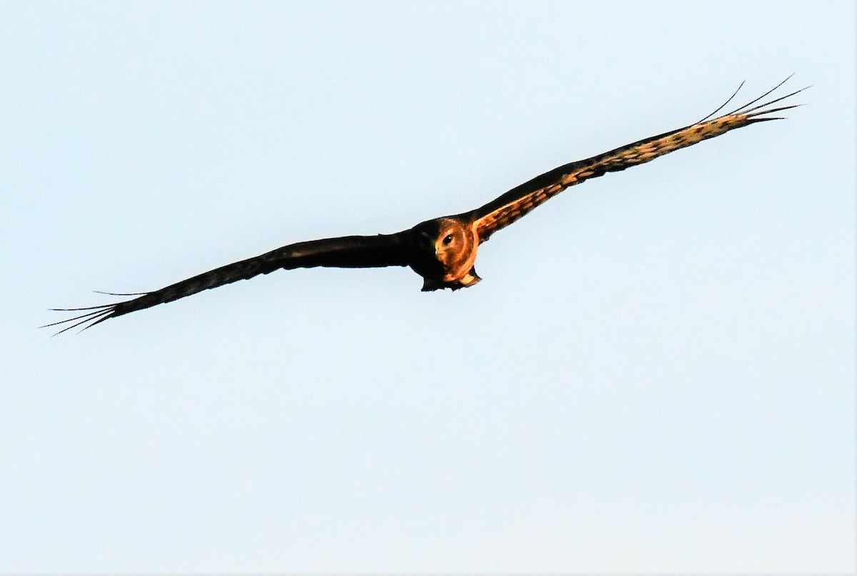 Northern Harrier - ML367056581