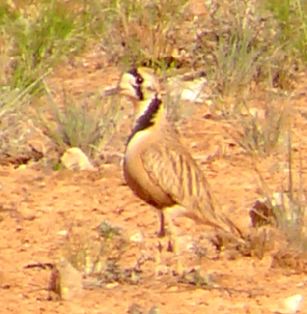 Inland Dotterel - ML367057291