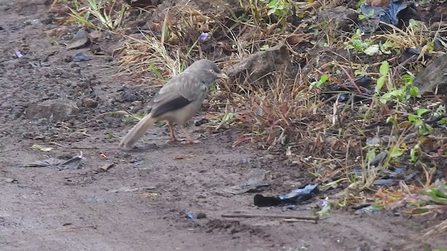 Jungle Babbler (Black-winged) - ML367057401