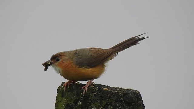 Tawny-bellied Babbler - ML367057481