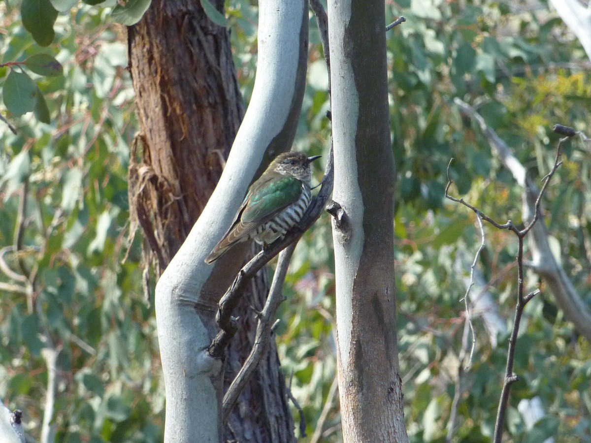 Shining Bronze-Cuckoo - ML367058231