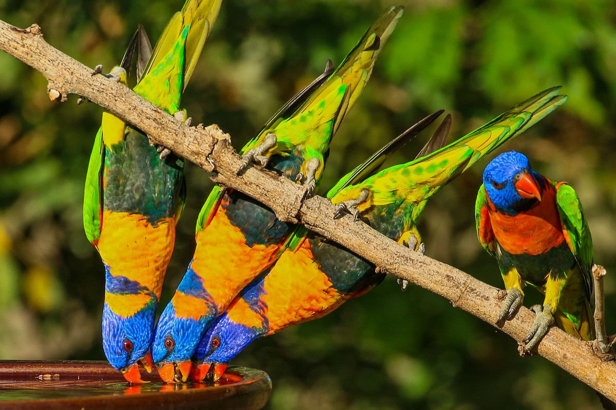 Red-collared Lorikeet - Janis Otto