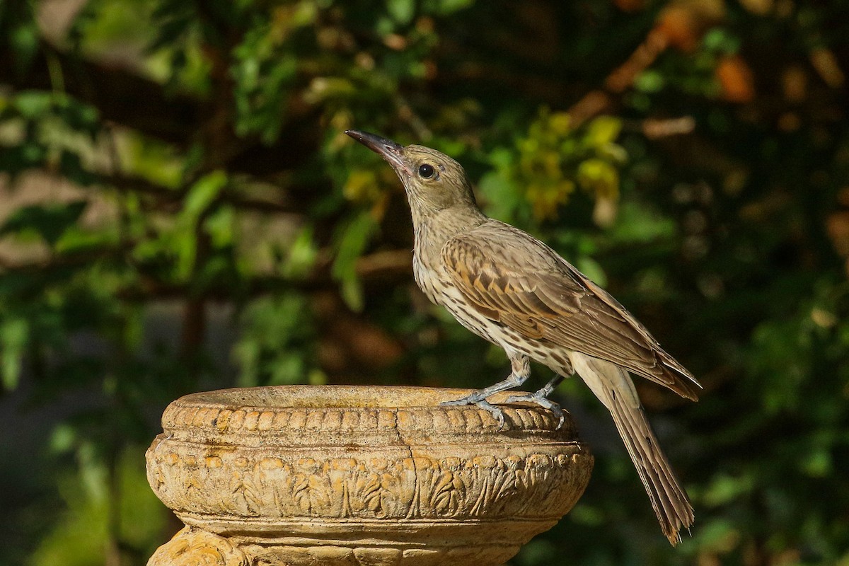 Olive-backed Oriole - ML367059231