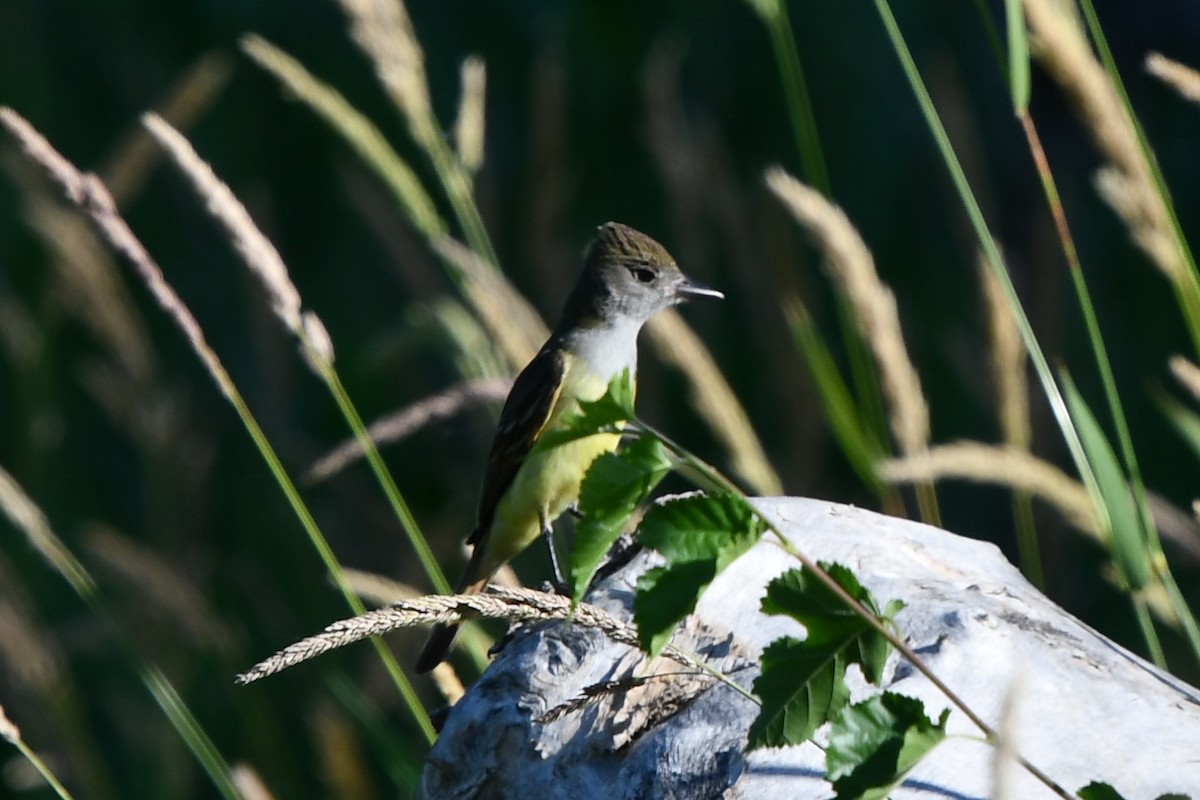 Great Crested Flycatcher - ML367061811