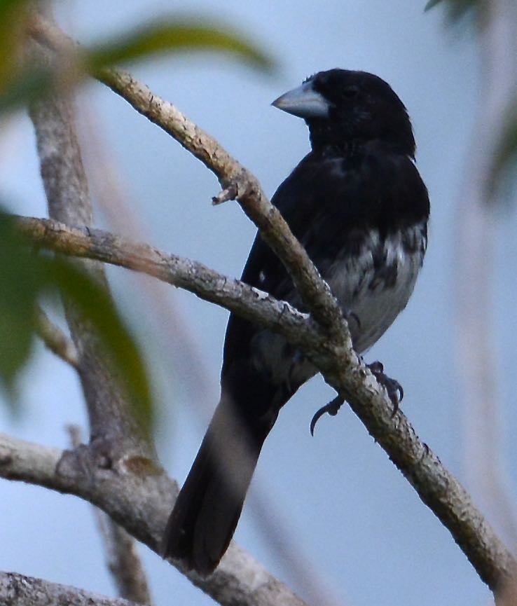 Cone-billed Tanager - ML36706301