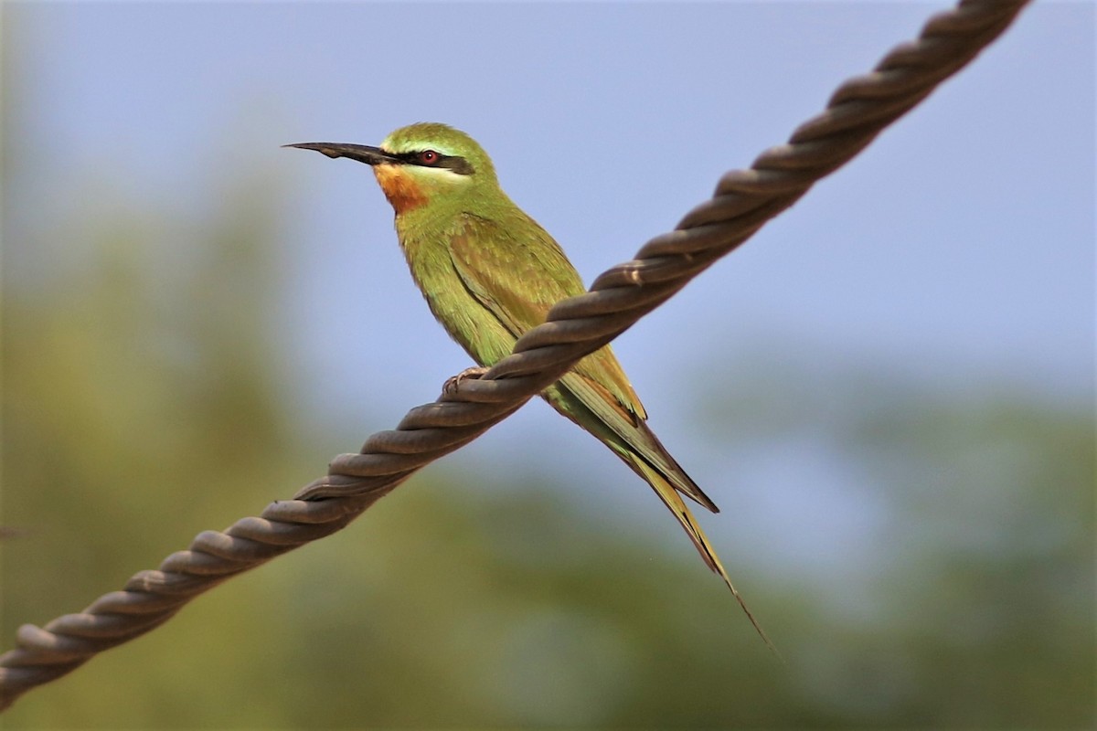 Blue-cheeked Bee-eater - ML367064031