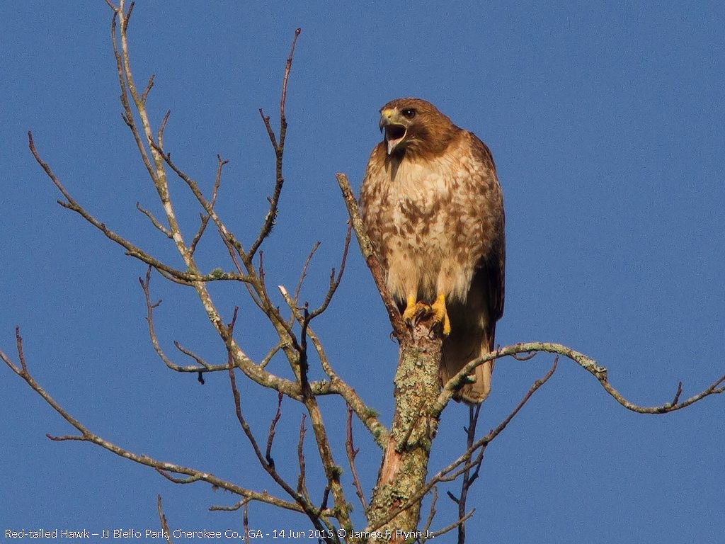 Red-tailed Hawk - ML36706421