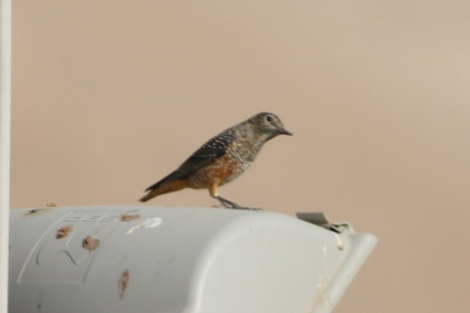 Rufous-tailed Rock-Thrush - Gabi Fridman