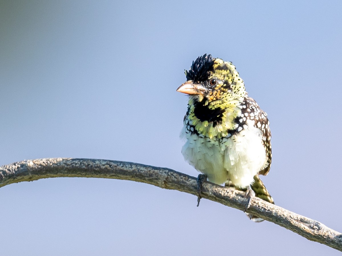 D'Arnaud's Barbet (Black-capped) - Jean-Louis  Carlo