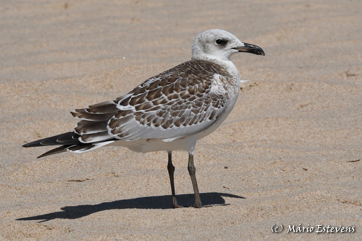 Mediterranean Gull - Mário Estevens