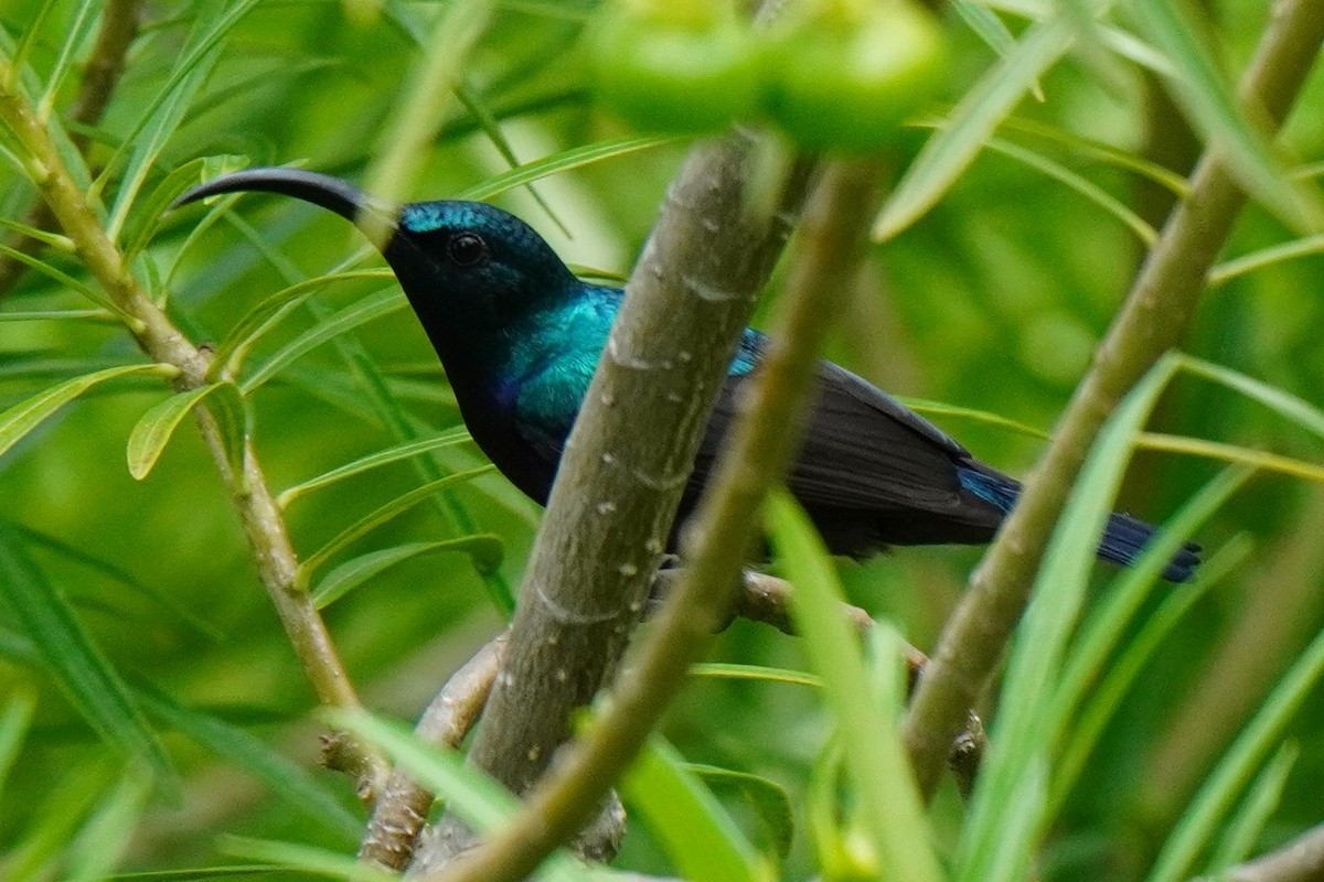 Loten's Sunbird - ML367068921