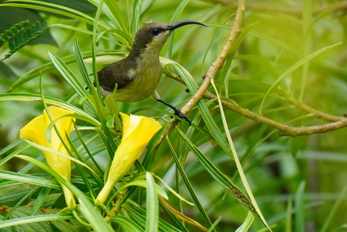Loten's Sunbird - ML367068931