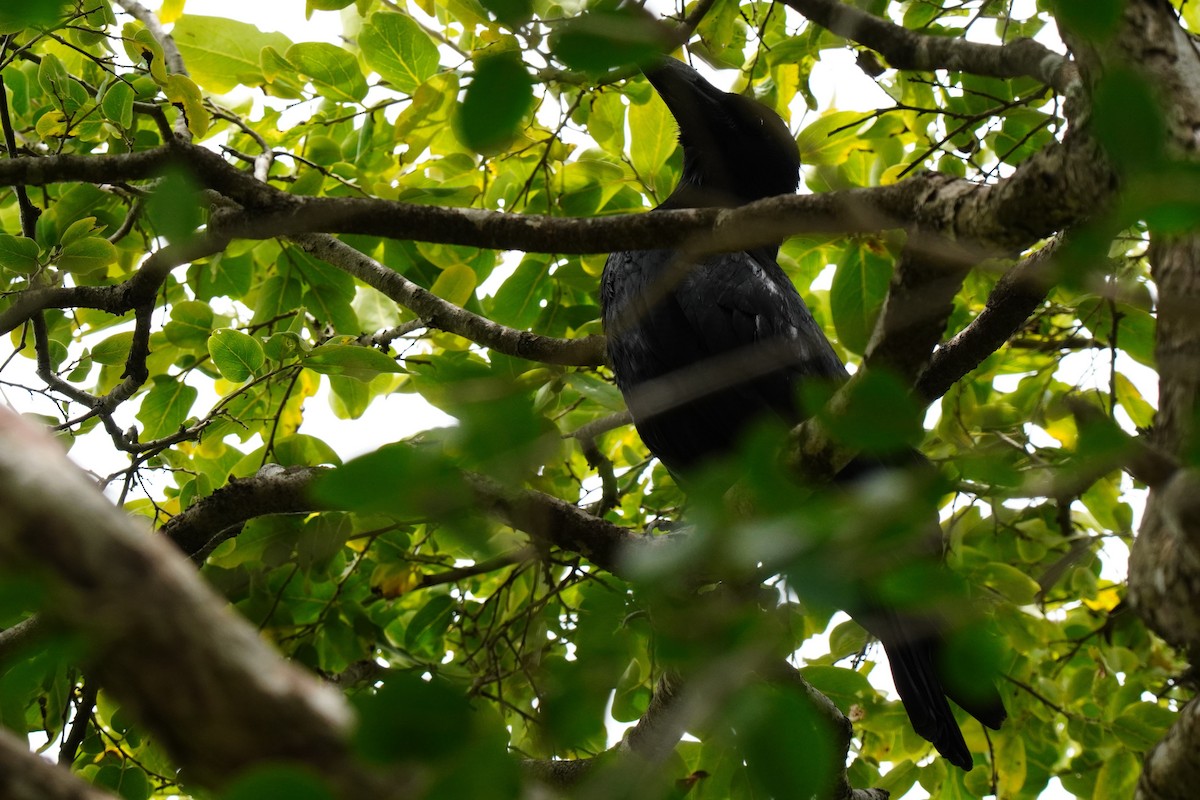 Large-billed Crow - ML367069131