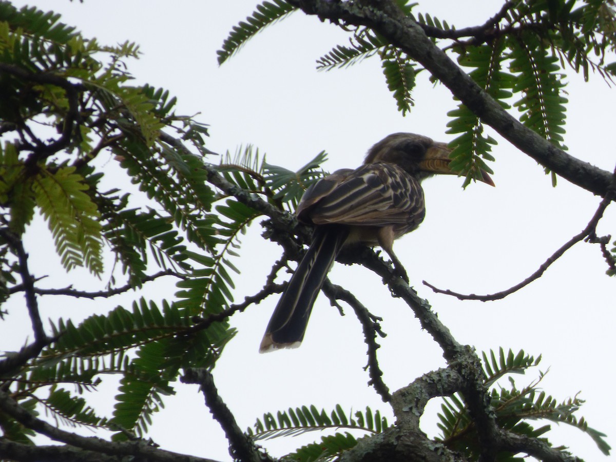 Pale-billed Hornbill - ML367069441