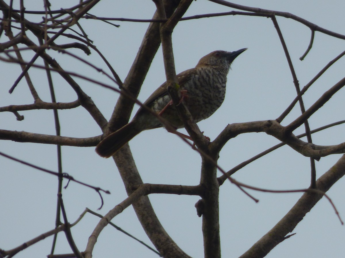 Stierling's Wren-Warbler - R Gardner