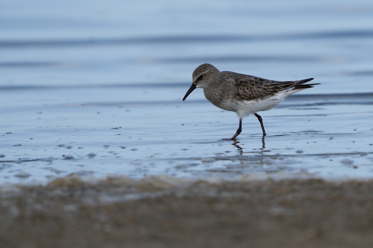 White-rumped Sandpiper - Benny Diaz