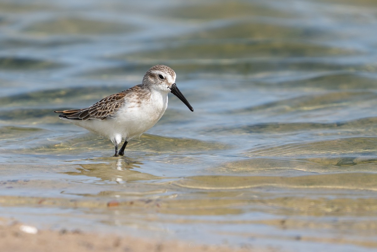 Bergstrandläufer - ML367071541