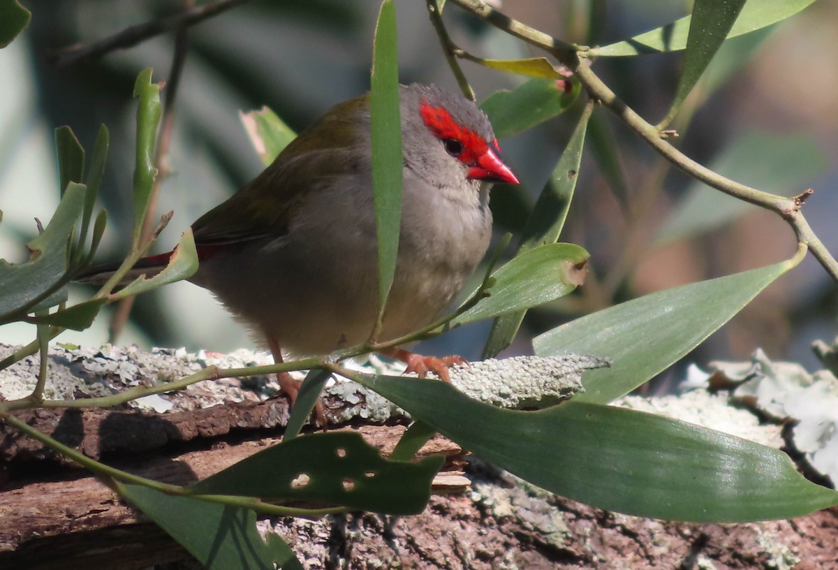 Red-browed Firetail - ML367072781