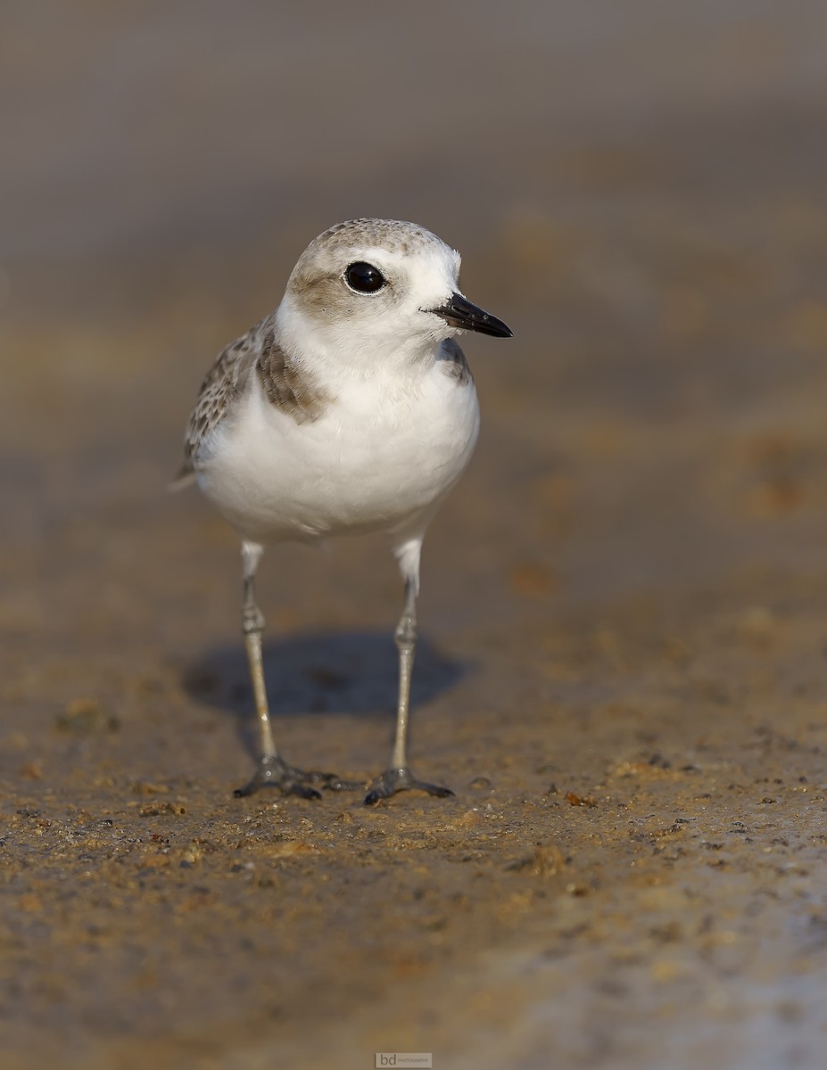 Snowy Plover - Benny Diaz