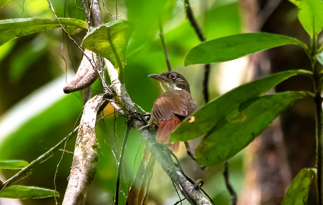 Para Foliage-gleaner - ML367074811