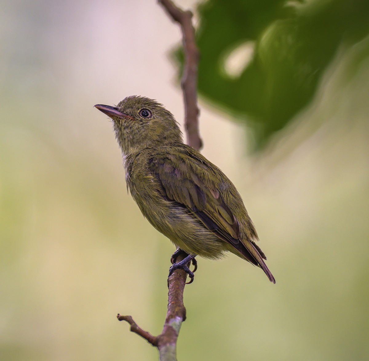 Dwarf Tyrant-Manakin - ML367075751