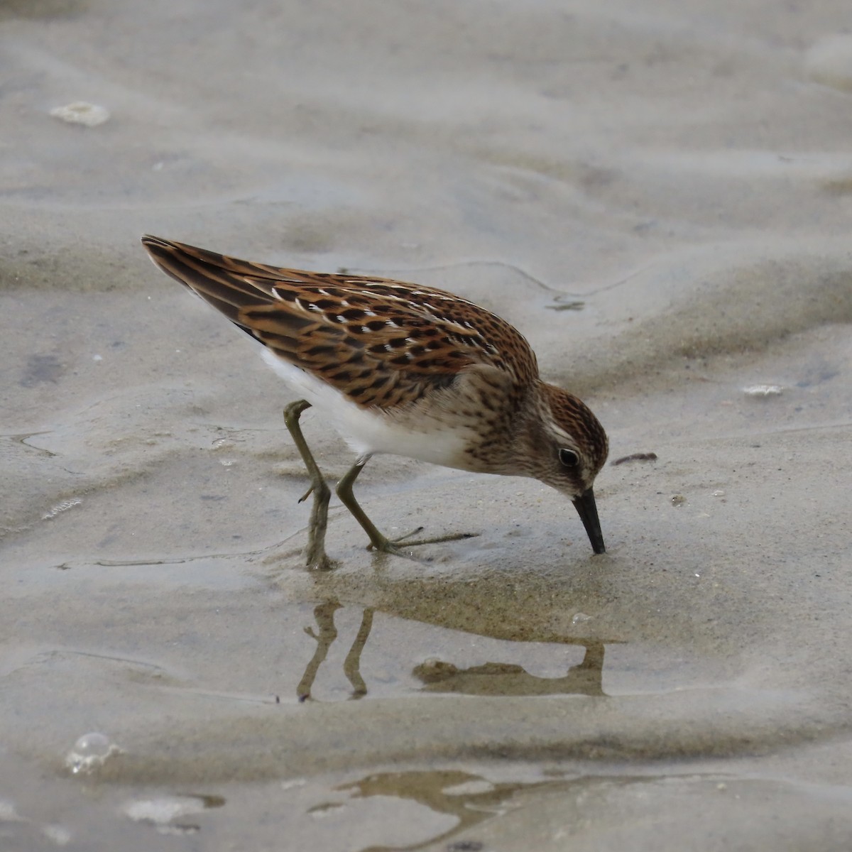 Least Sandpiper - Laurel Smith