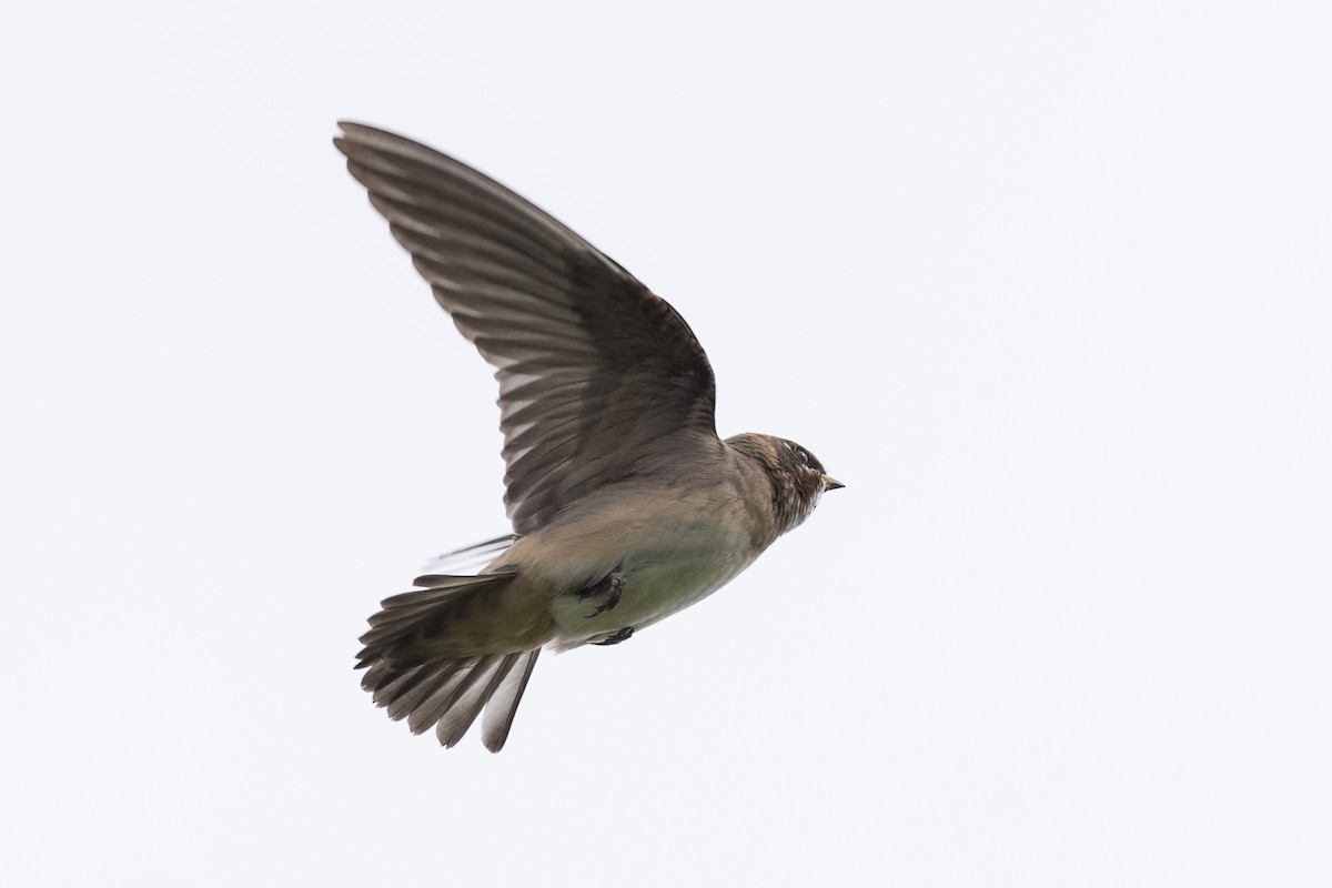 Cliff Swallow - ML367076391