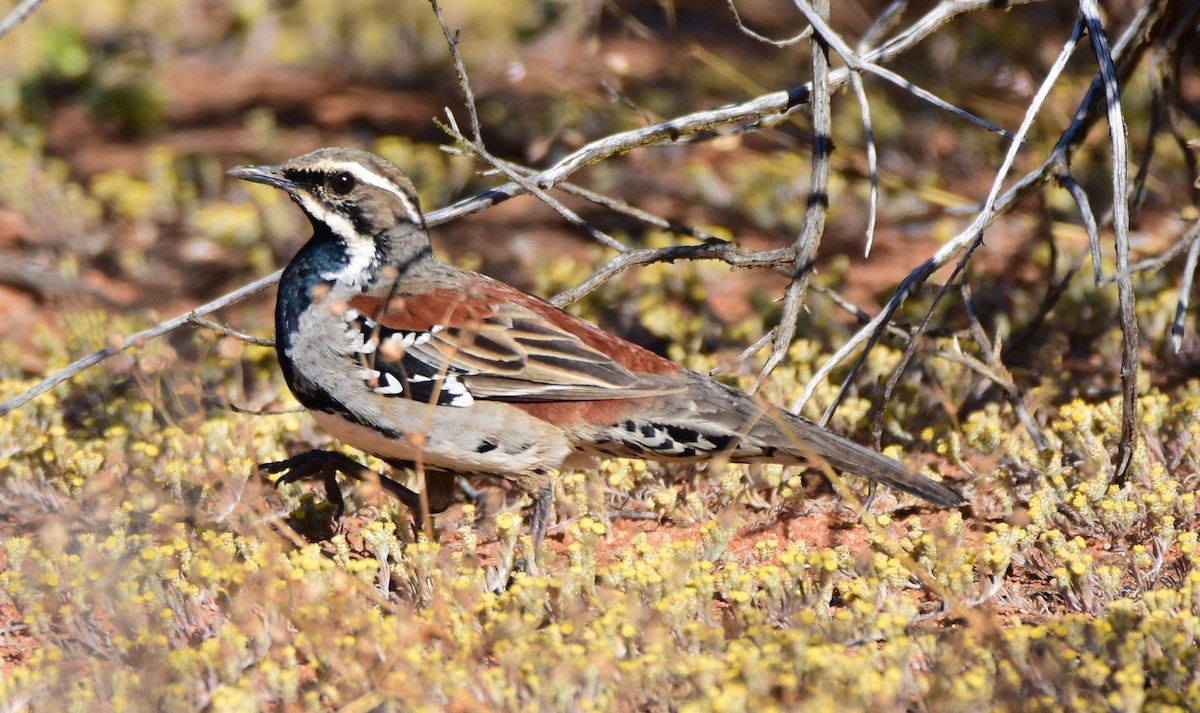 Copperback Quail-thrush - ML36707641