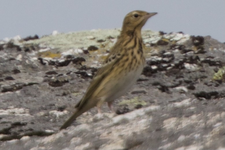 Tree Pipit - Mark Piazzi