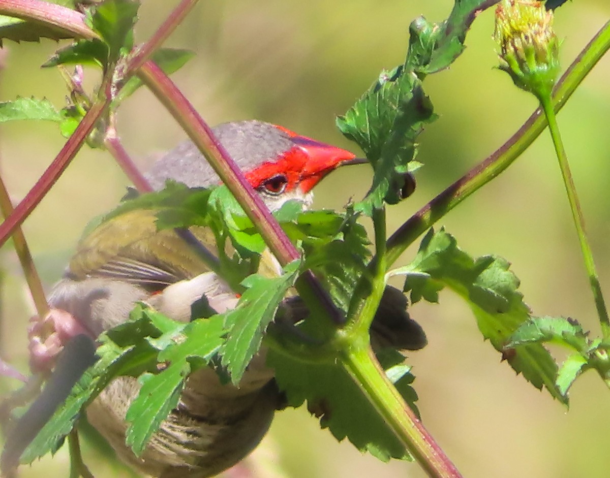 Red-browed Firetail - ML367078361