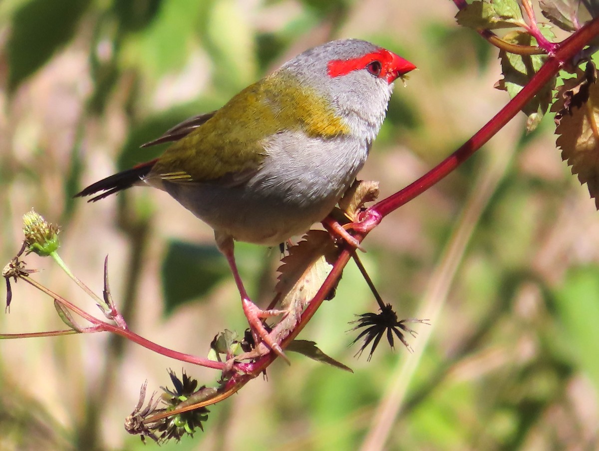 Red-browed Firetail - ML367078381