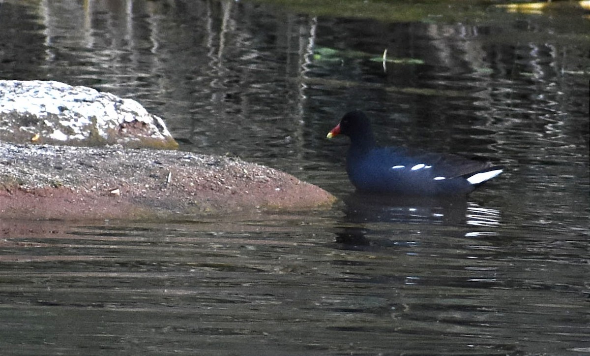 Common Gallinule - Juan Bardier