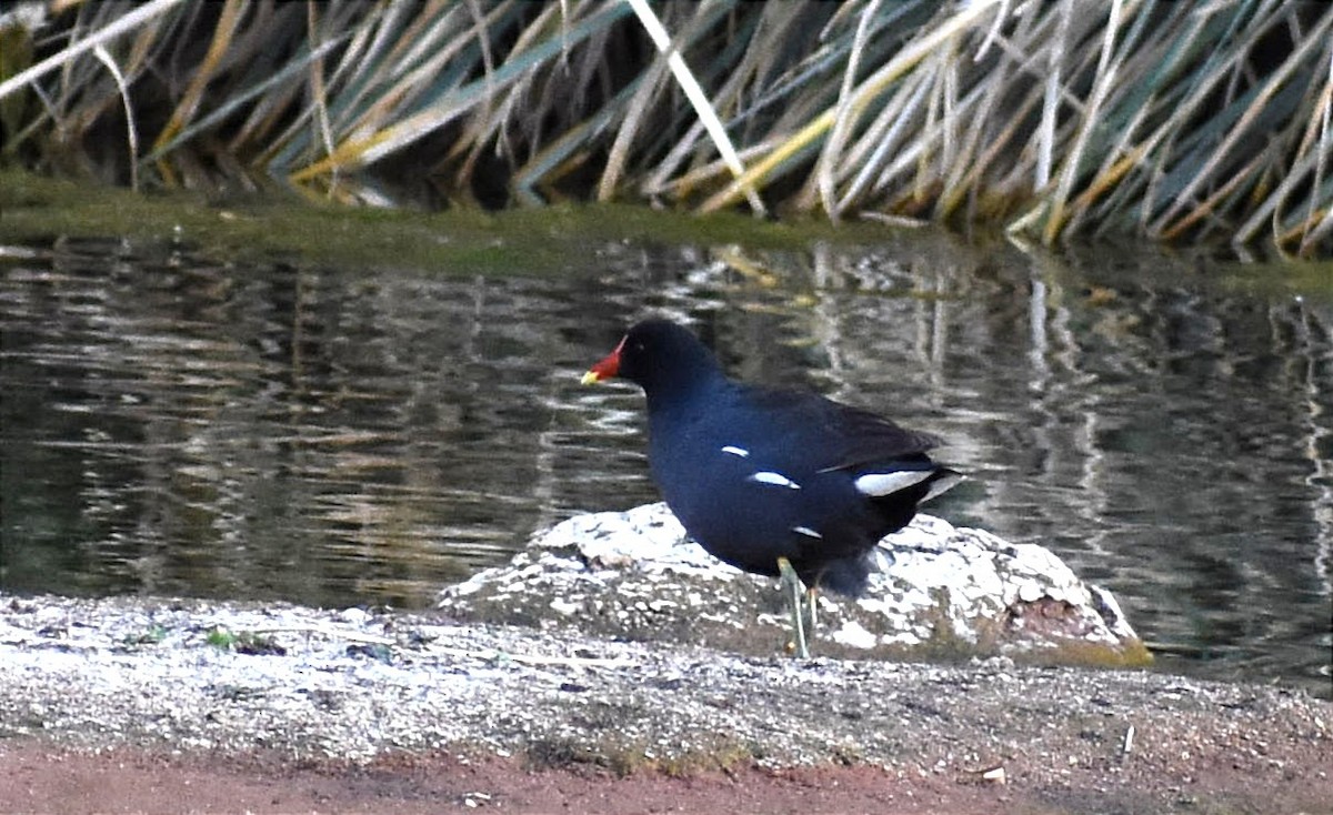 Common Gallinule - ML367079321