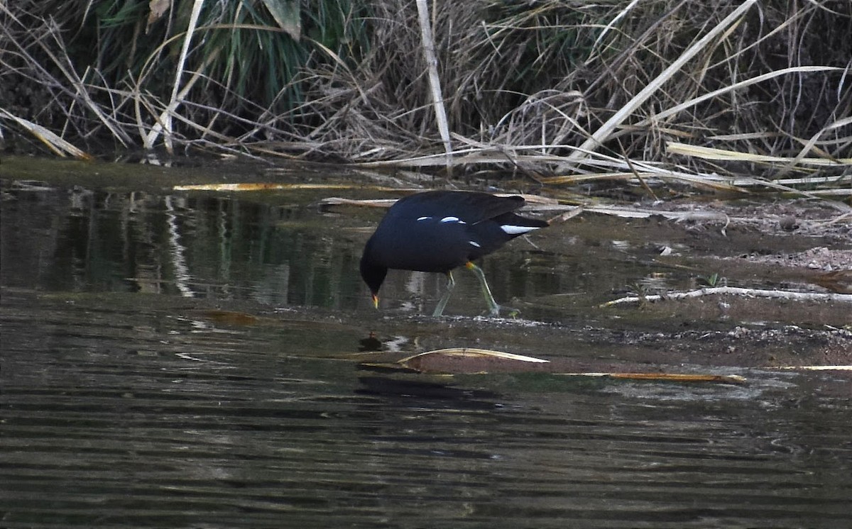 Common Gallinule - ML367079331